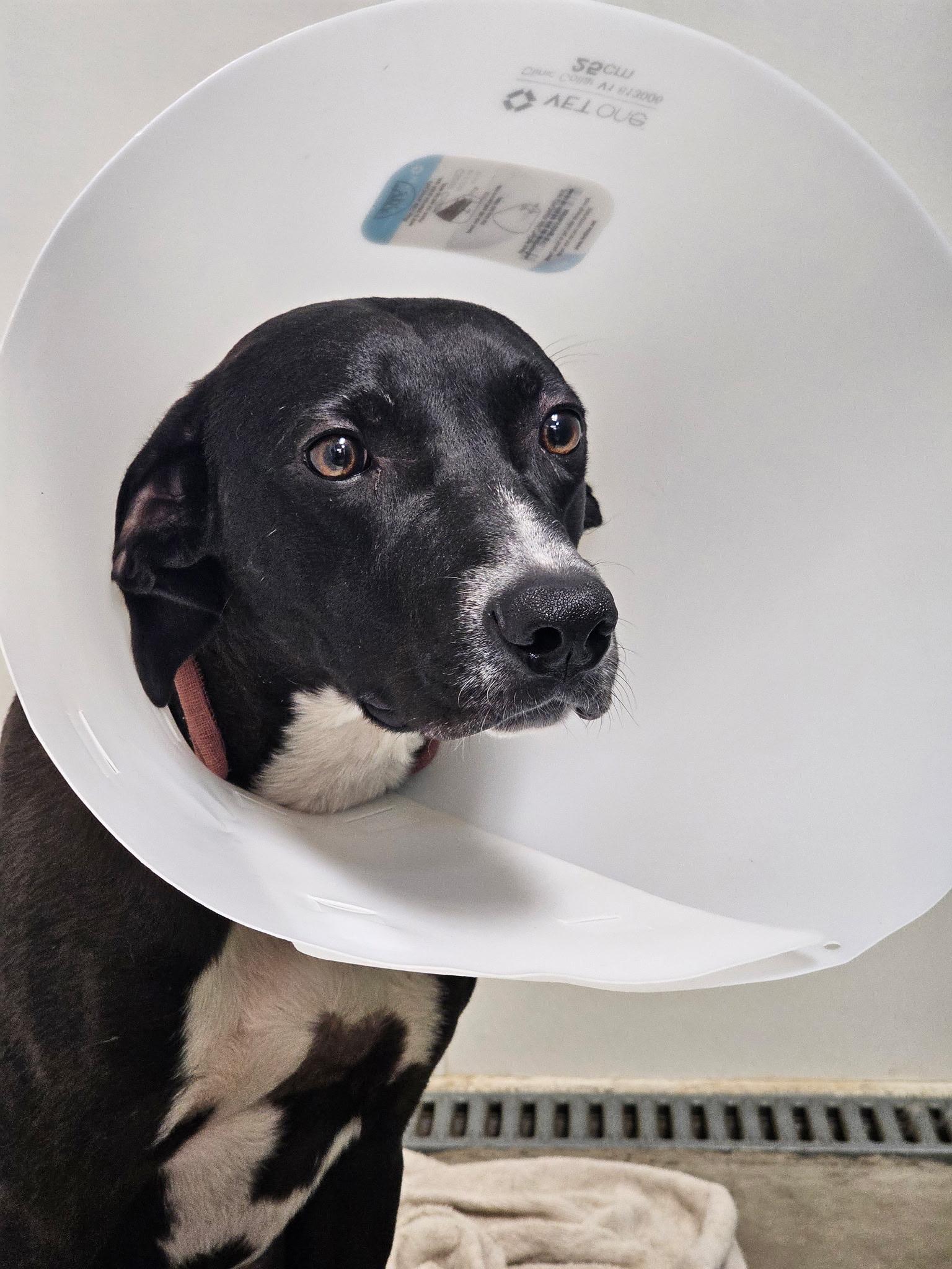 Spot, a Adoptable mixed breed in Carnegie, OK image 1/2