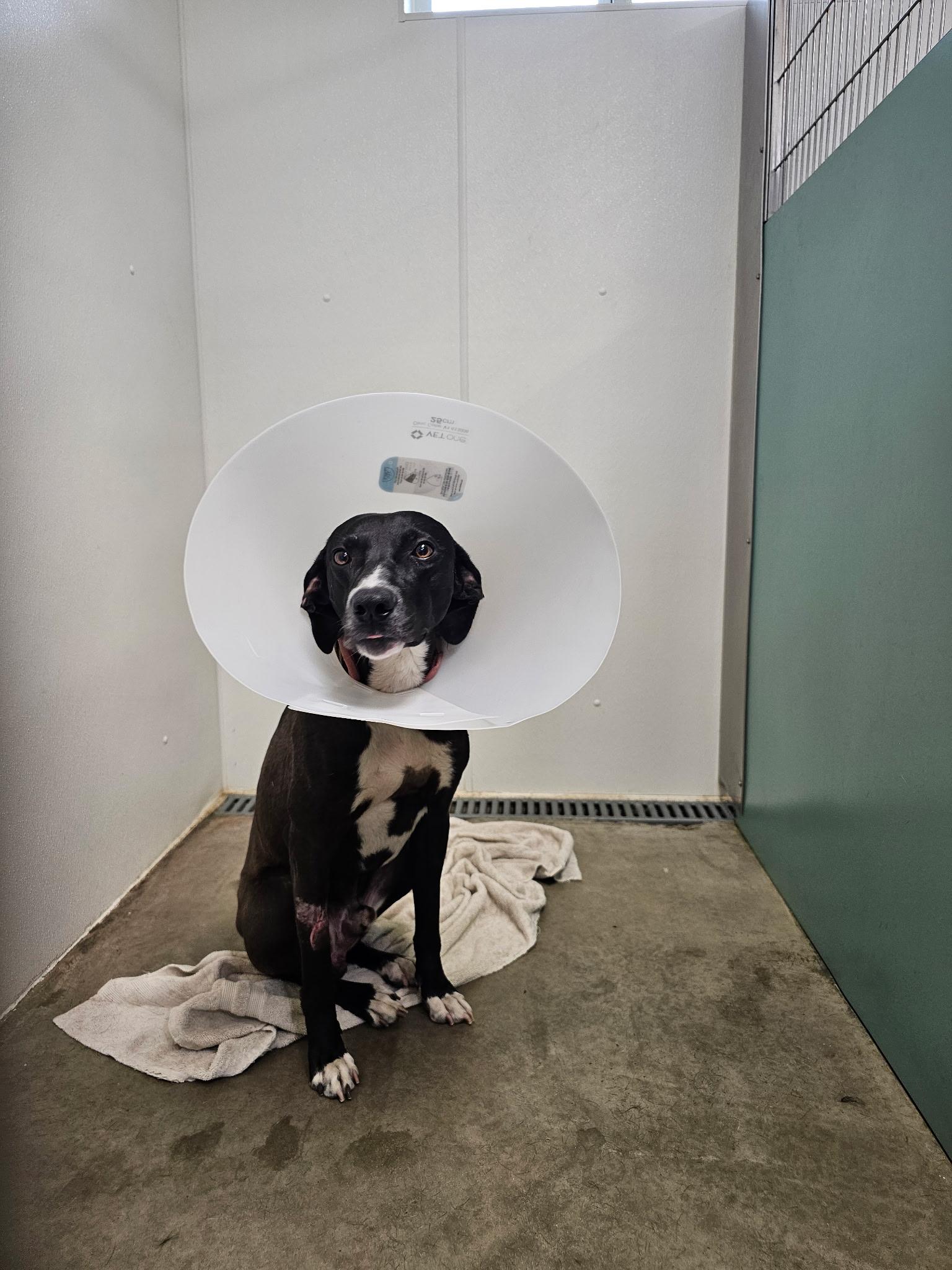 Spot, a Adoptable mixed breed in Carnegie, OK image 2/2