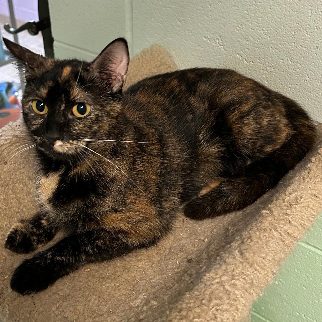 Enlarge Molly, an adopted Domestic Short Hair in Salem, WV image 1/1