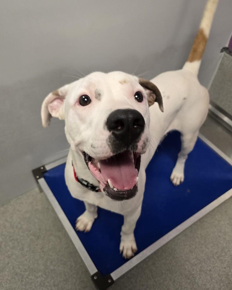 McLovin, Adoptable, Young Male Pit Bull Terrier.