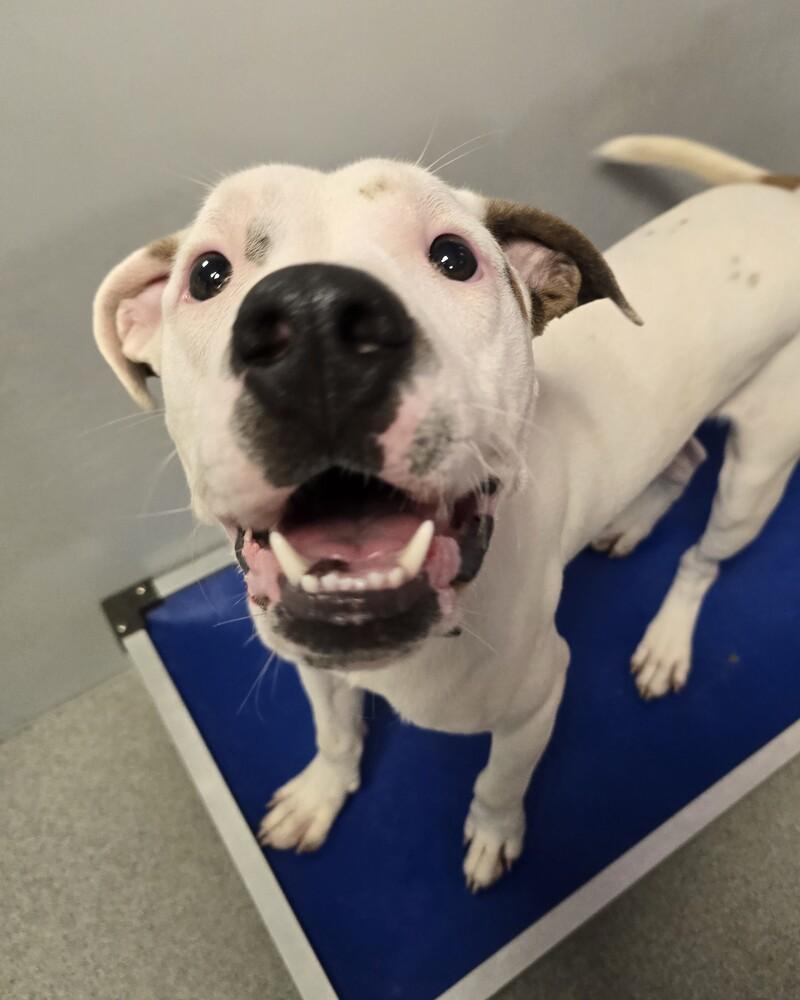 Enlarge McLovin, a Adoptable mixed breed in Wellington, KS image 2/4