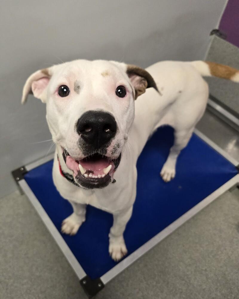 Enlarge McLovin, a Adoptable mixed breed in Wellington, KS image 3/4