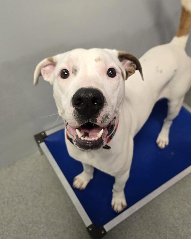 Enlarge McLovin, a Adoptable mixed breed in Wellington, KS image 4/4