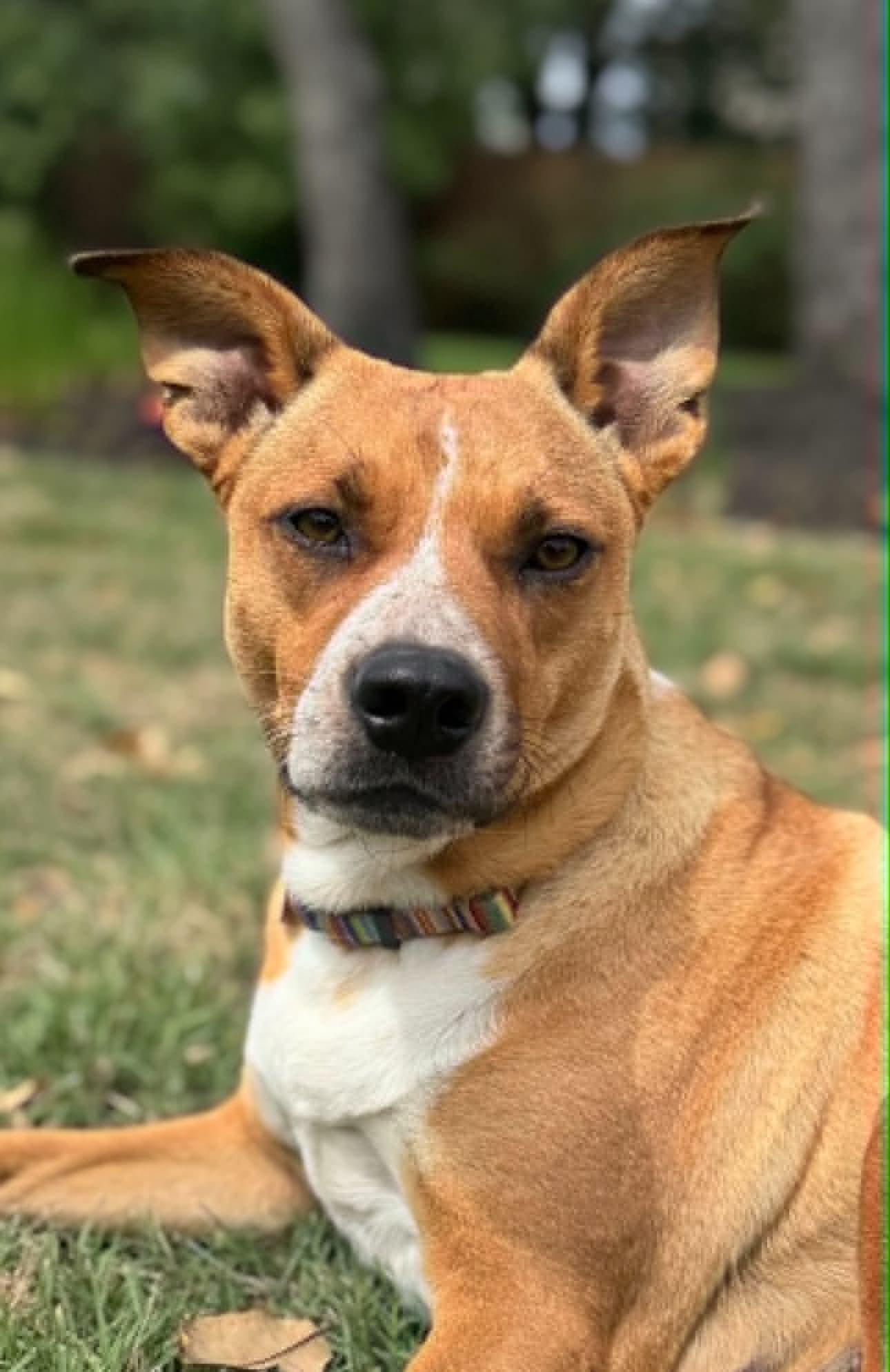 Enlarge Willow, a Adopted mixed breed in Vernon, CT image 3/6