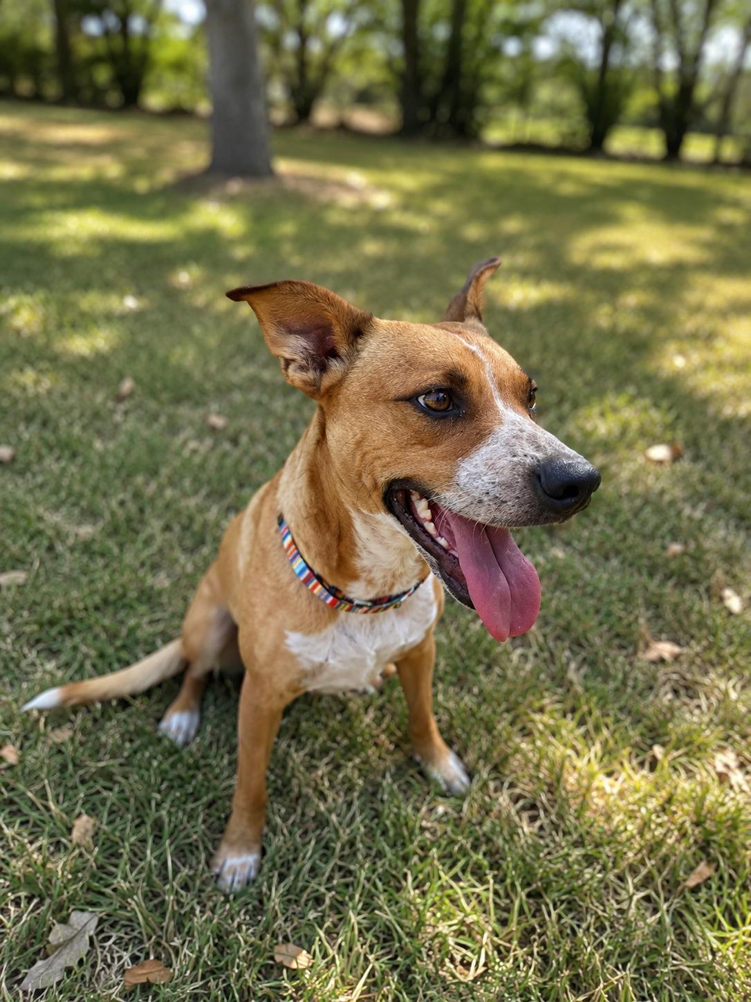 Enlarge Willow, a Adopted mixed breed in Vernon, CT image 4/6