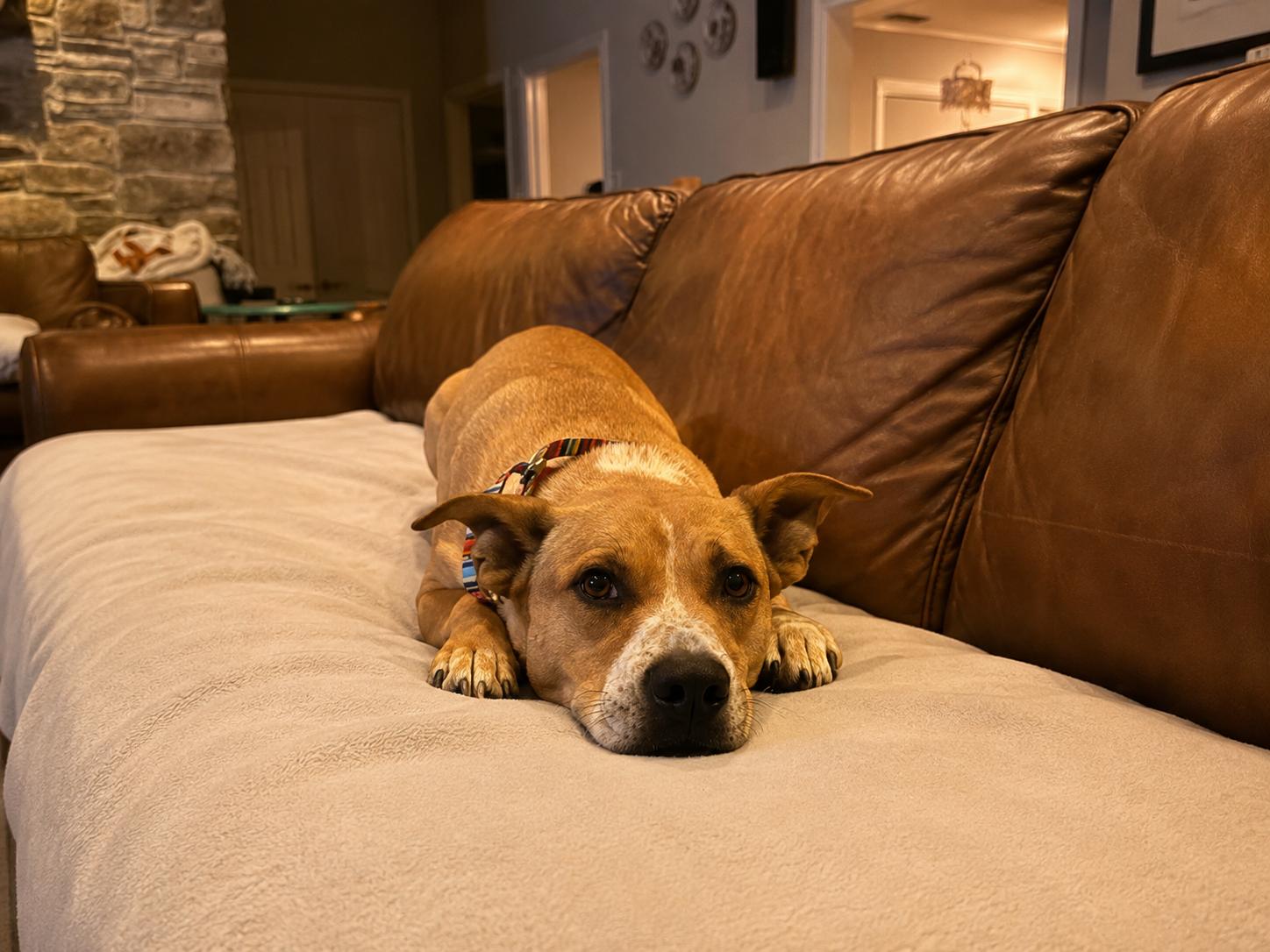 Enlarge Willow, a Adopted mixed breed in Vernon, CT image 2/6