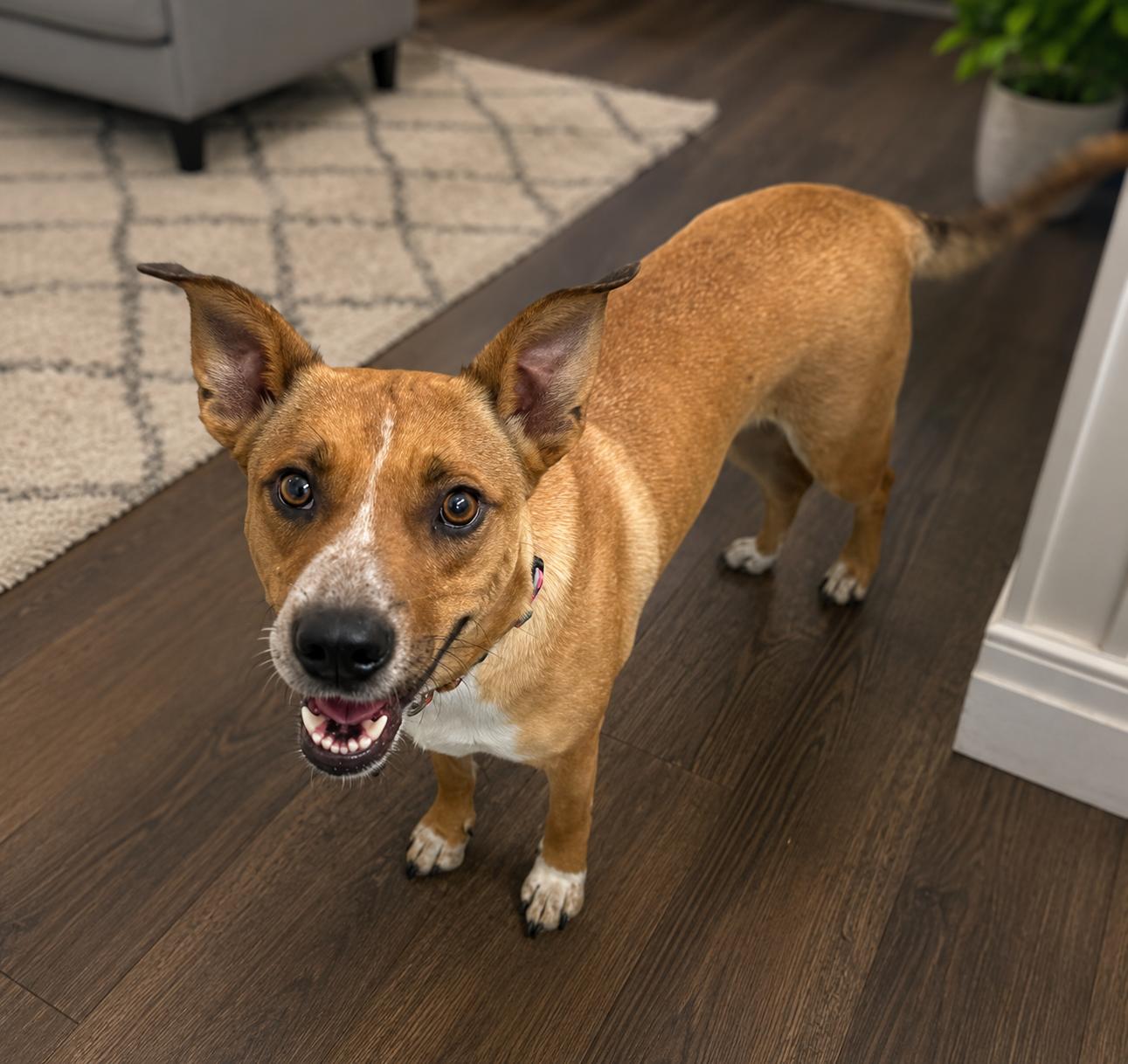 Enlarge Willow, a Adopted mixed breed in Vernon, CT image 1/6