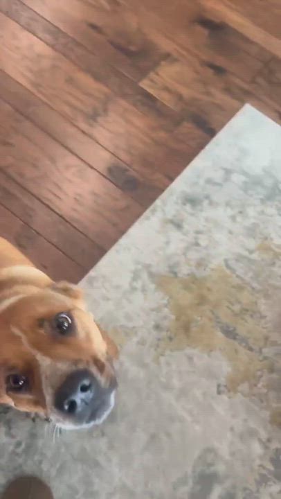 Enlarge Willow, a Adopted mixed breed in Vernon, CT video 5/6