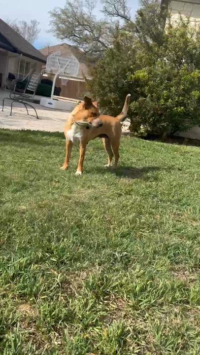 Enlarge Willow, a Adopted mixed breed in Vernon, CT video 6/6