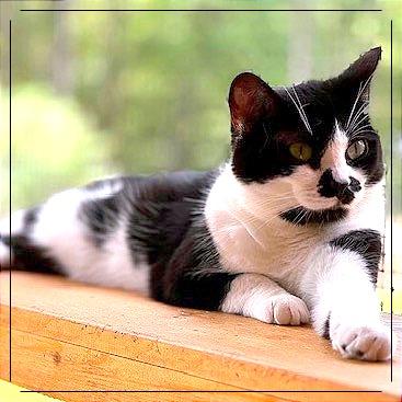 Momma Toast — thumbnail 3