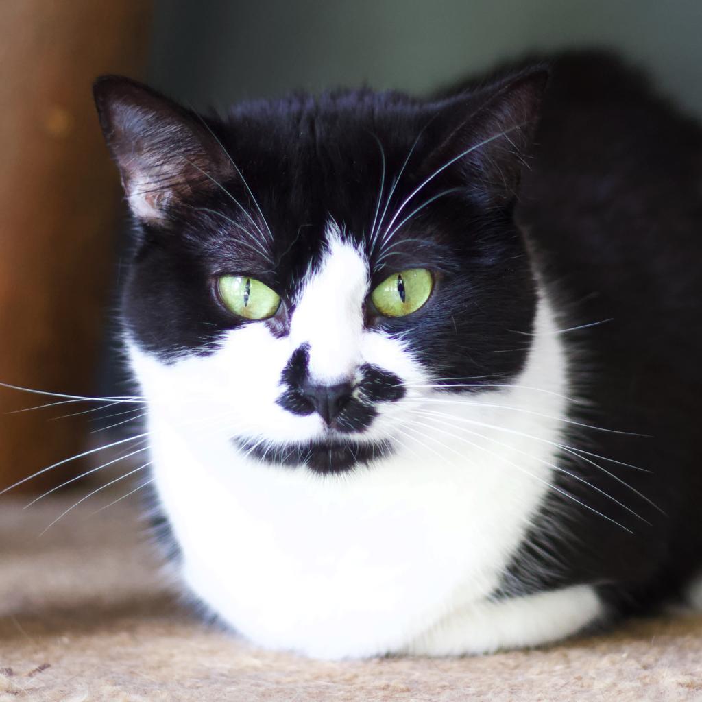 Momma Toast — thumbnail 4