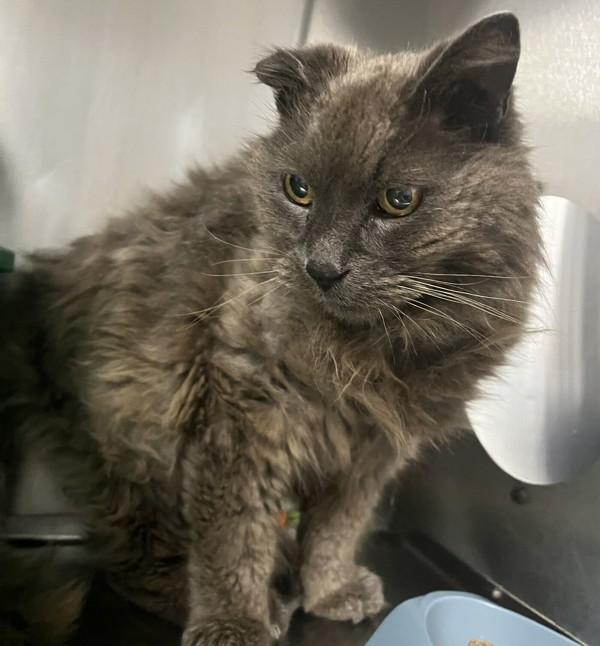Arthur, Adoptable, Senior Male Domestic Medium Hair.