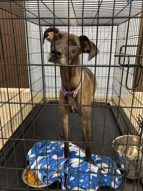 Tootsie, Adoptable, Adult Female Mountain Cur & Mixed Breed.