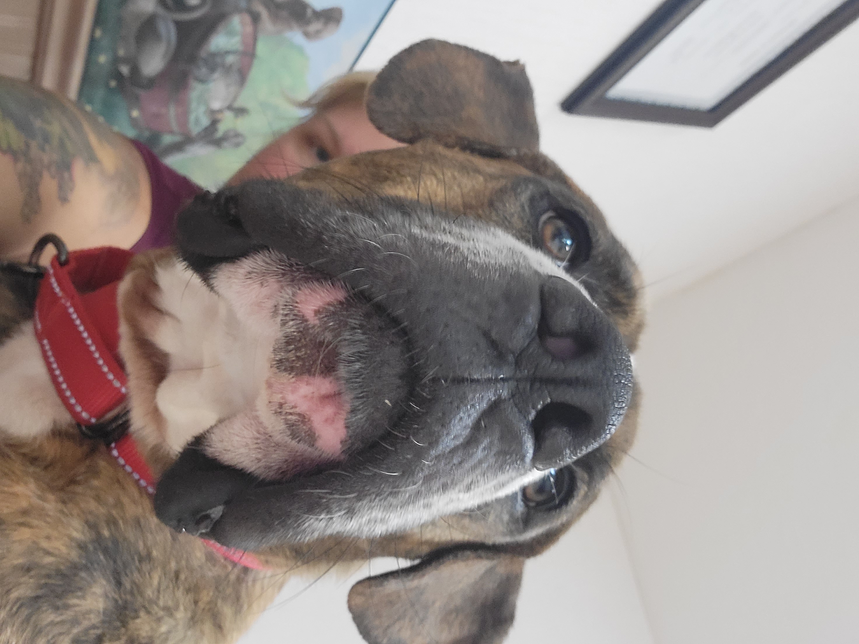 Enlarge Bluto, a Adoptable mixed breed in Hillister, TX image 2/6