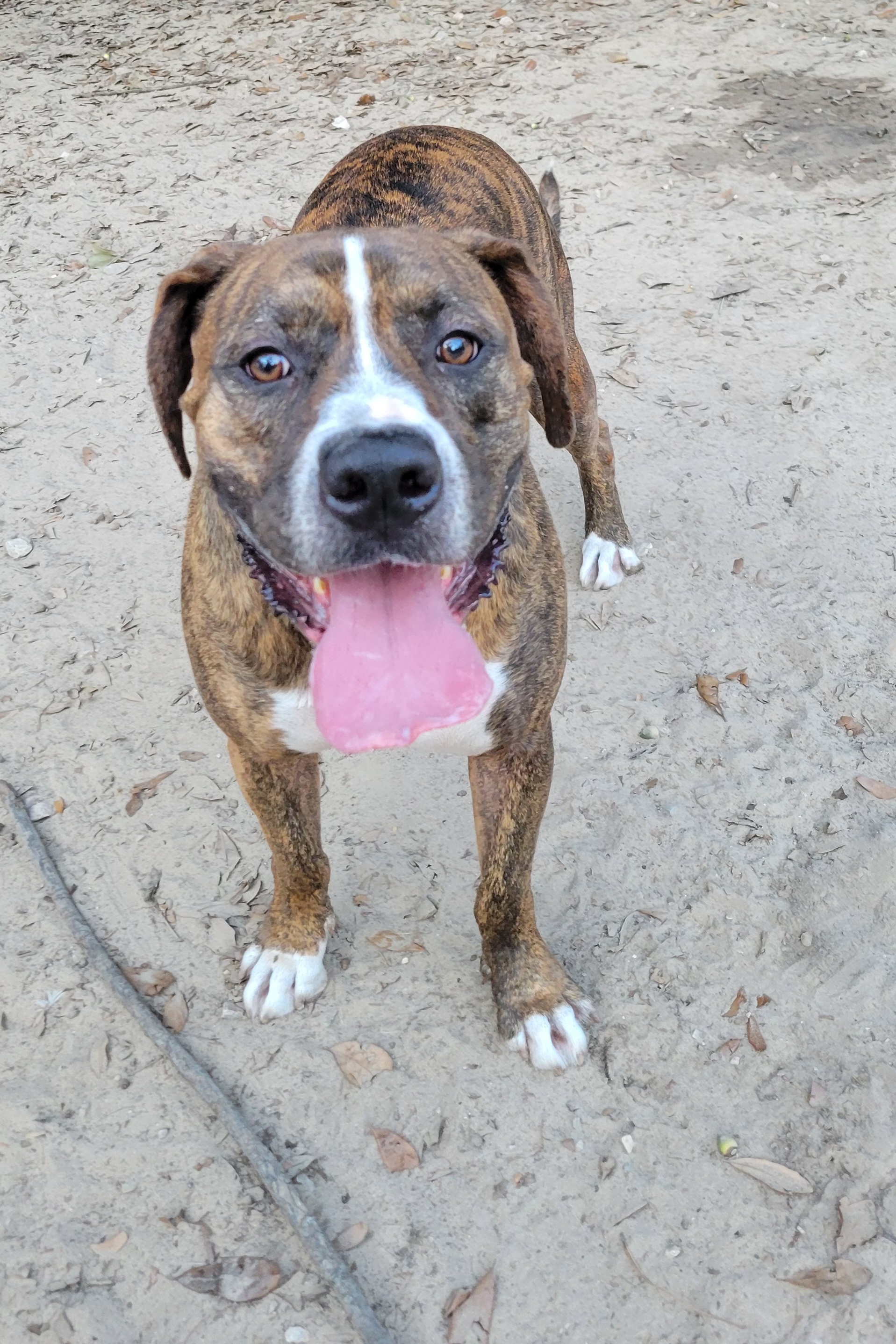 Enlarge Bluto, a Adoptable mixed breed in Hillister, TX image 3/6