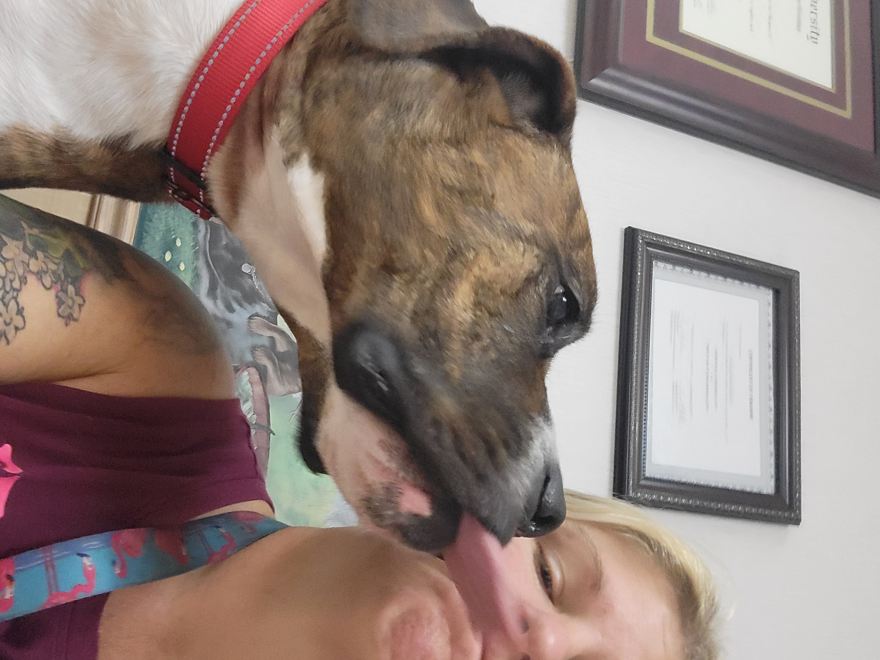 Enlarge Bluto, a Adoptable mixed breed in Hillister, TX image 4/6