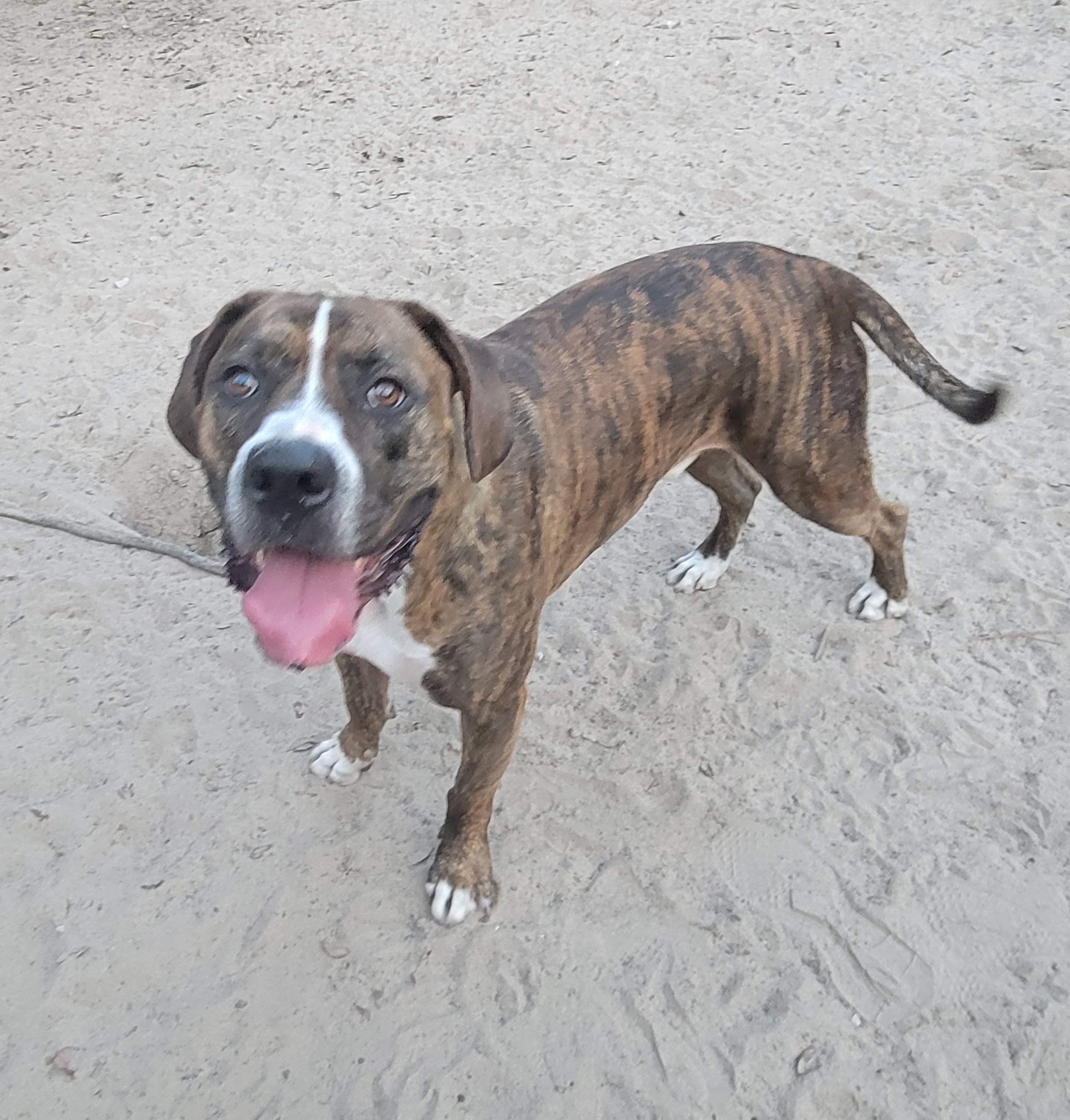 Bluto, Adoptable, Adult Male Boxer & American Bulldog.