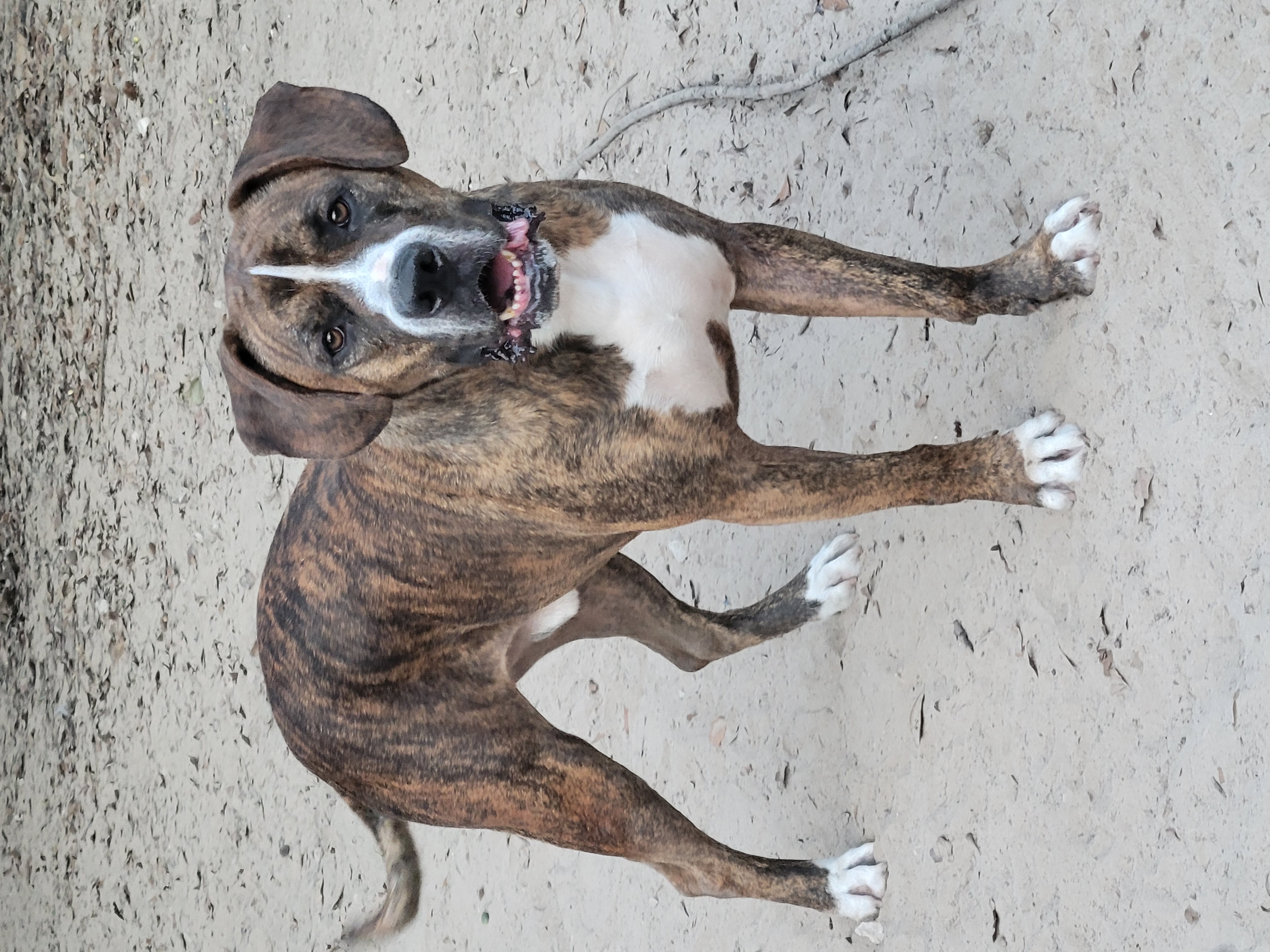 Enlarge Bluto, a Adoptable mixed breed in Hillister, TX image 5/6