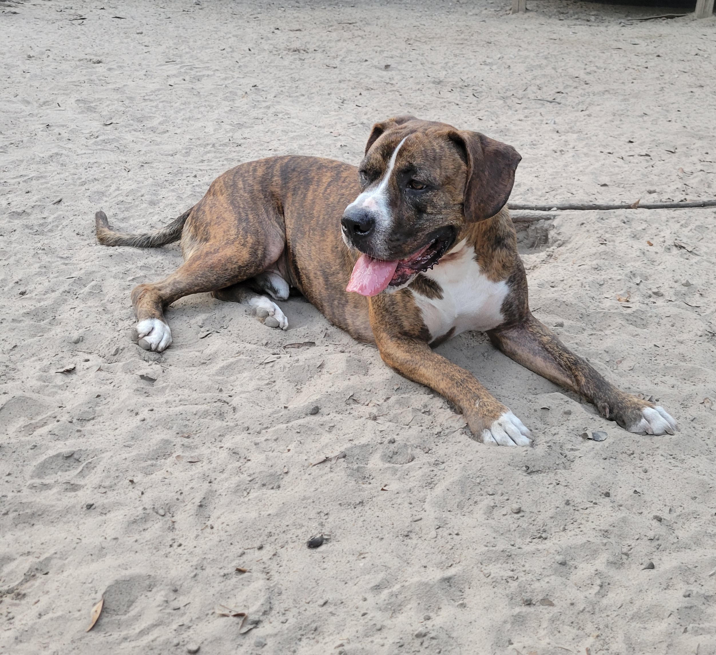Enlarge Bluto, a Adoptable mixed breed in Hillister, TX image 6/6