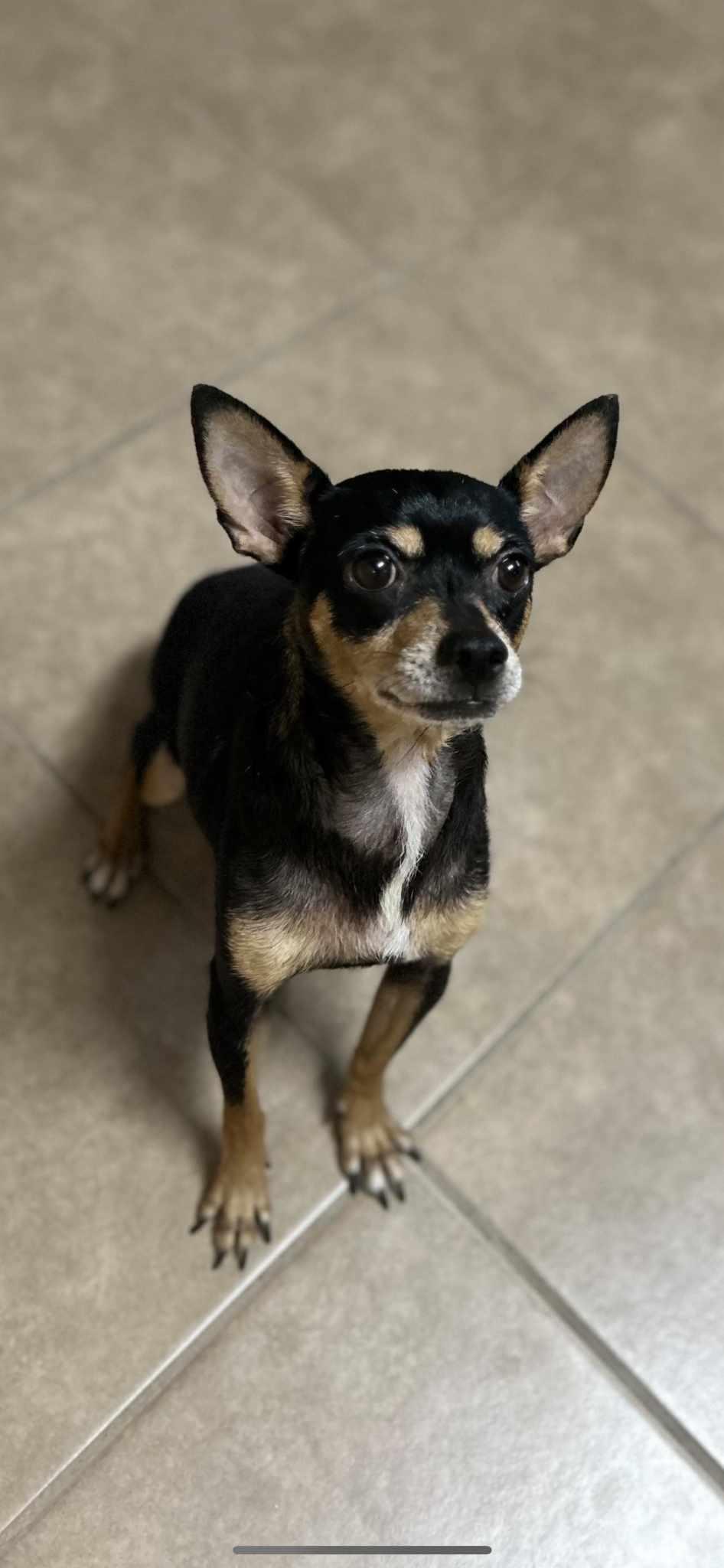 Louetta, Adoptable, Young Female Chihuahua.