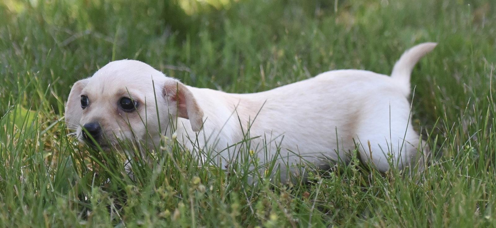 Tulip, Adoptable, Puppy Female Chihuahua.