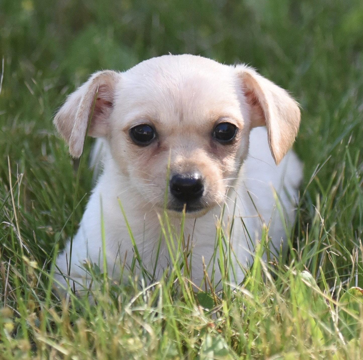 Enlarge Tulip, a Adoptable Chihuahua in Mechanicsburg, PA image 3/3