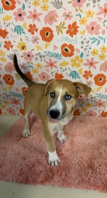Amber, Adoptable, Puppy Female Labrador Retriever & Mixed Breed.