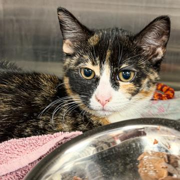 Sasha, Adoptable, Kitten Female Domestic Short Hair & Domestic Short Hair.