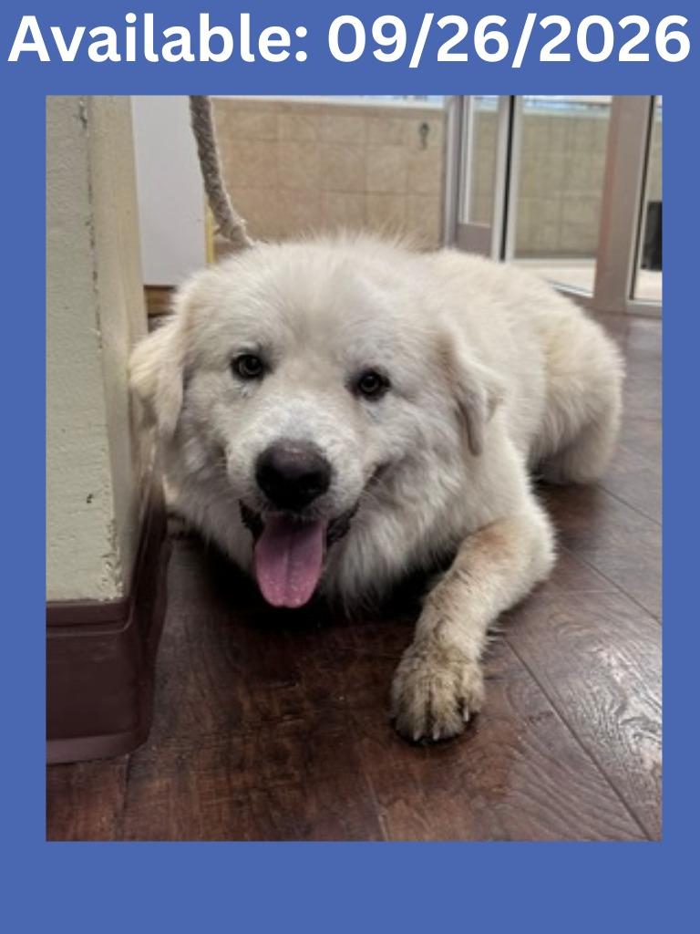 Enlarge Dog Kennel #37, a Adoptable mixed breed in Greenville, TX image 1/1