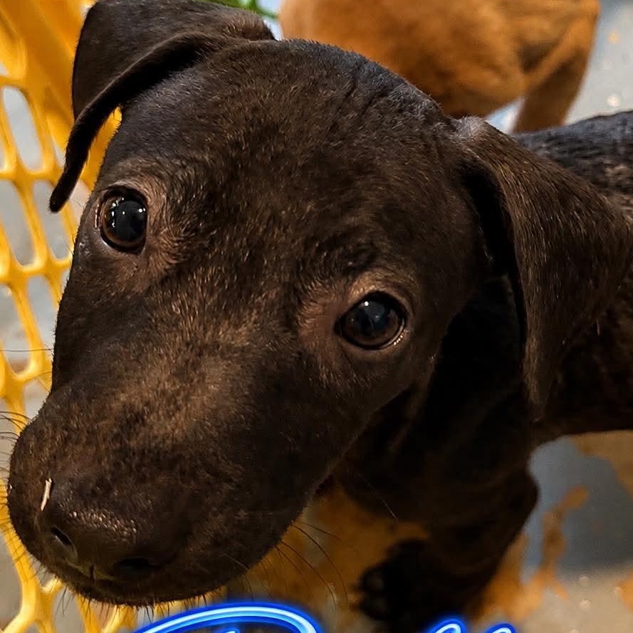 Rollie, ADOPTABLE, Puppy Male Hound.
