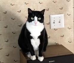 Enlarge Marvelous Maxie of Madison - Available In Foster, a Adoptable Domestic Short Hair in Madison, NJ image 1/3