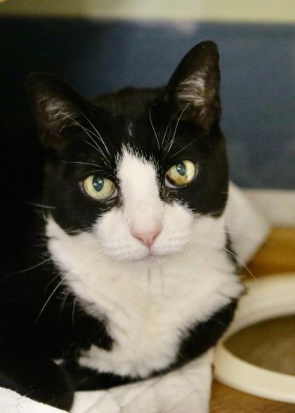 Enlarge Marvelous Maxie of Madison - Available In Foster, a Adoptable Domestic Short Hair in Madison, NJ image 3/3