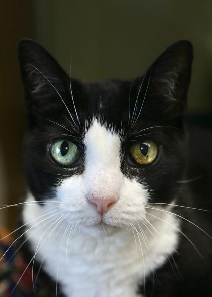 Marvelous Maxie of Madison - Available In Foster, a Adoptable Domestic Short Hair in Madison, NJ image 3/3