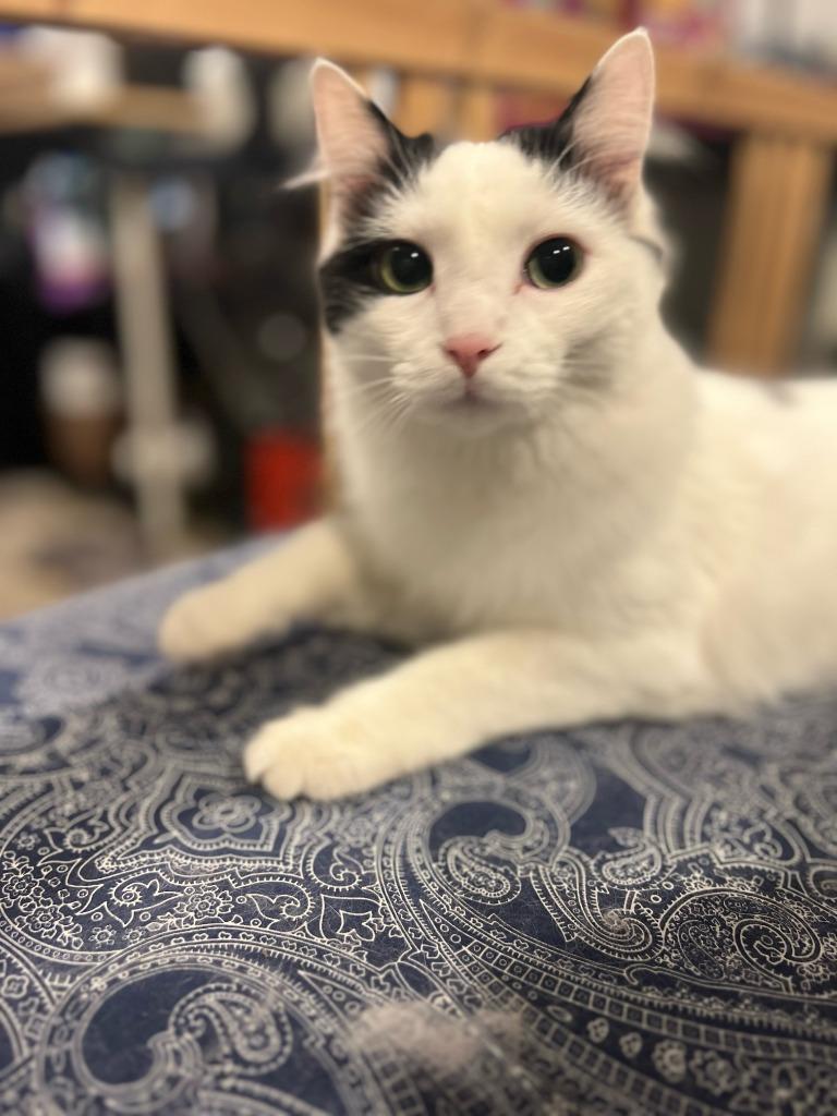 Queenie, a Adoptable mixed breed in Salt Lake City, UT image 1/6