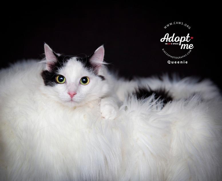 Queenie, a Adoptable mixed breed in Salt Lake City, UT image 2/6