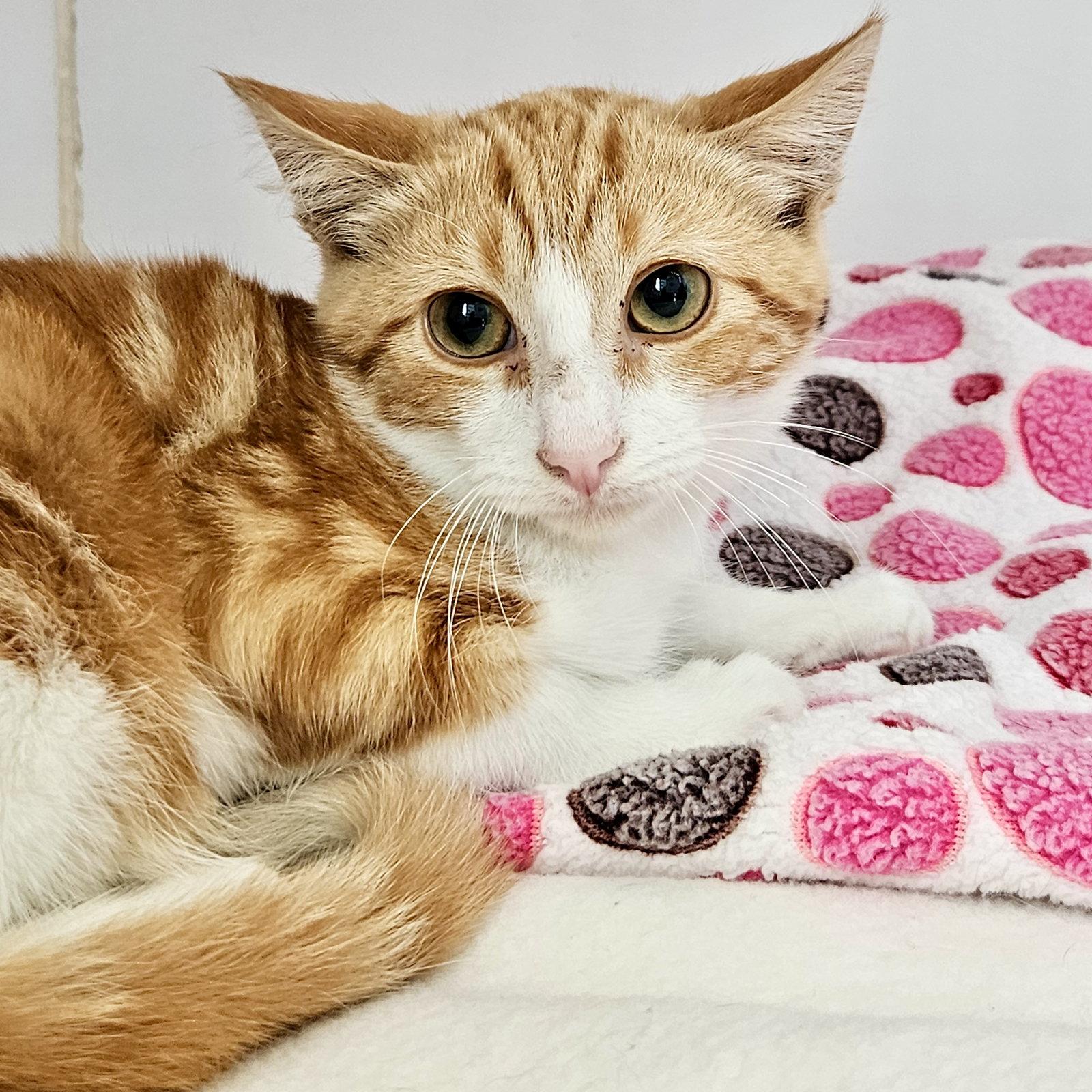Kelp, Adoptable, Kitten Male Domestic Short Hair.