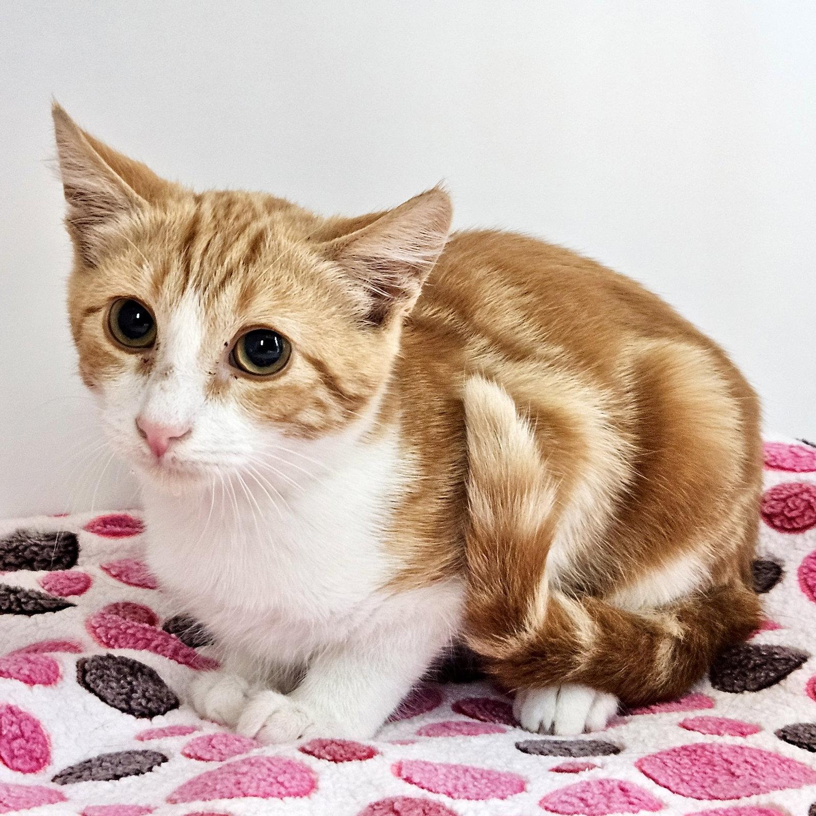Enlarge Kelp, a Adoptable Domestic Short Hair in Oakland, CA image 2/3