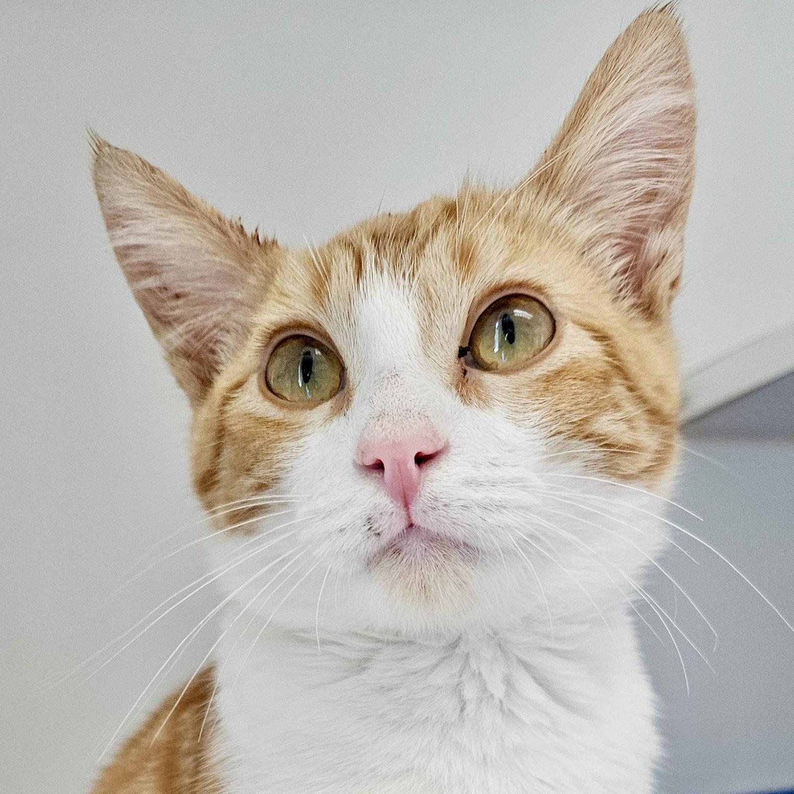 Enlarge Kelp, a Adoptable Domestic Short Hair in Oakland, CA image 3/3