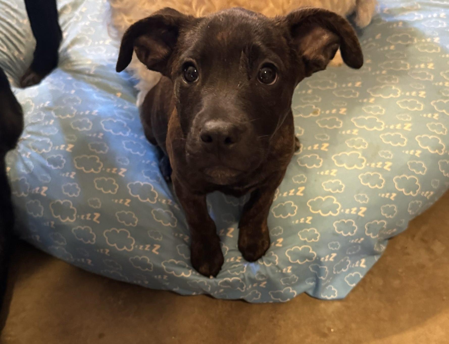 Mosley (Dixie’s litter), a Adoptable mixed breed in Tucson, AZ image 1/6