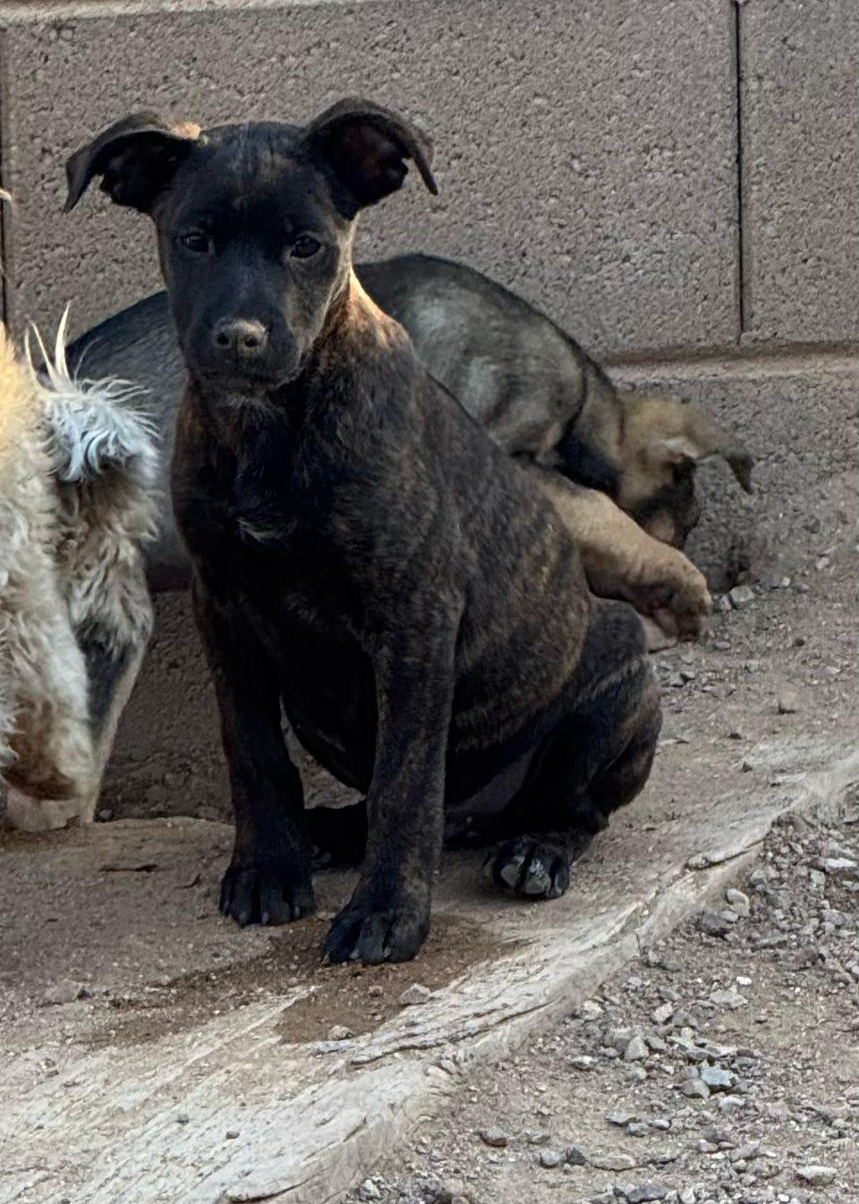 Mosley (Dixie’s litter), a Adoptable mixed breed in Tucson, AZ image 2/6