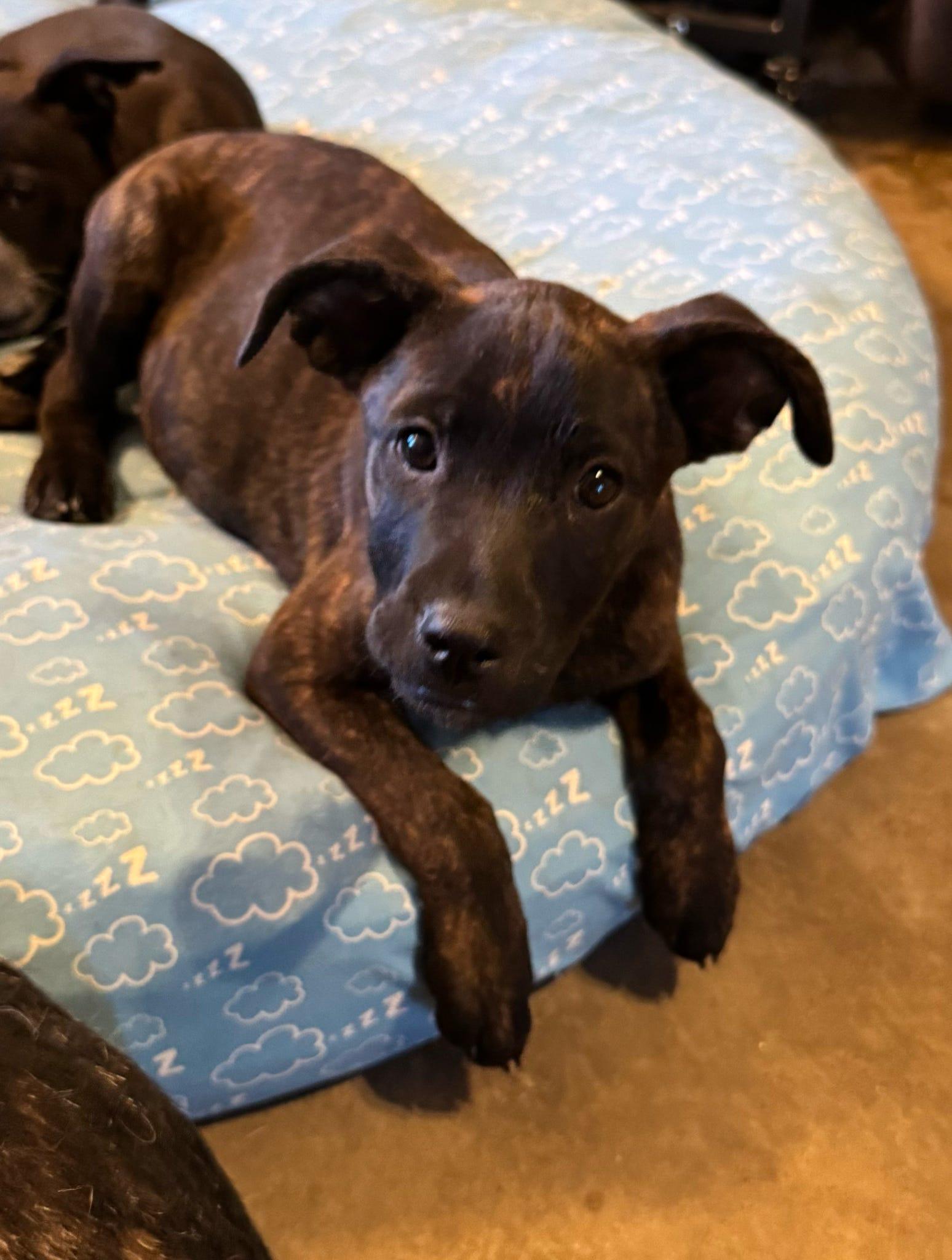 Mosley (Dixie’s litter), a Adoptable mixed breed in Tucson, AZ image 3/6