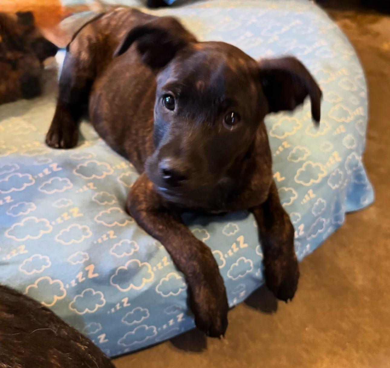 Mosley (Dixie’s litter), a Adoptable mixed breed in Tucson, AZ image 4/6