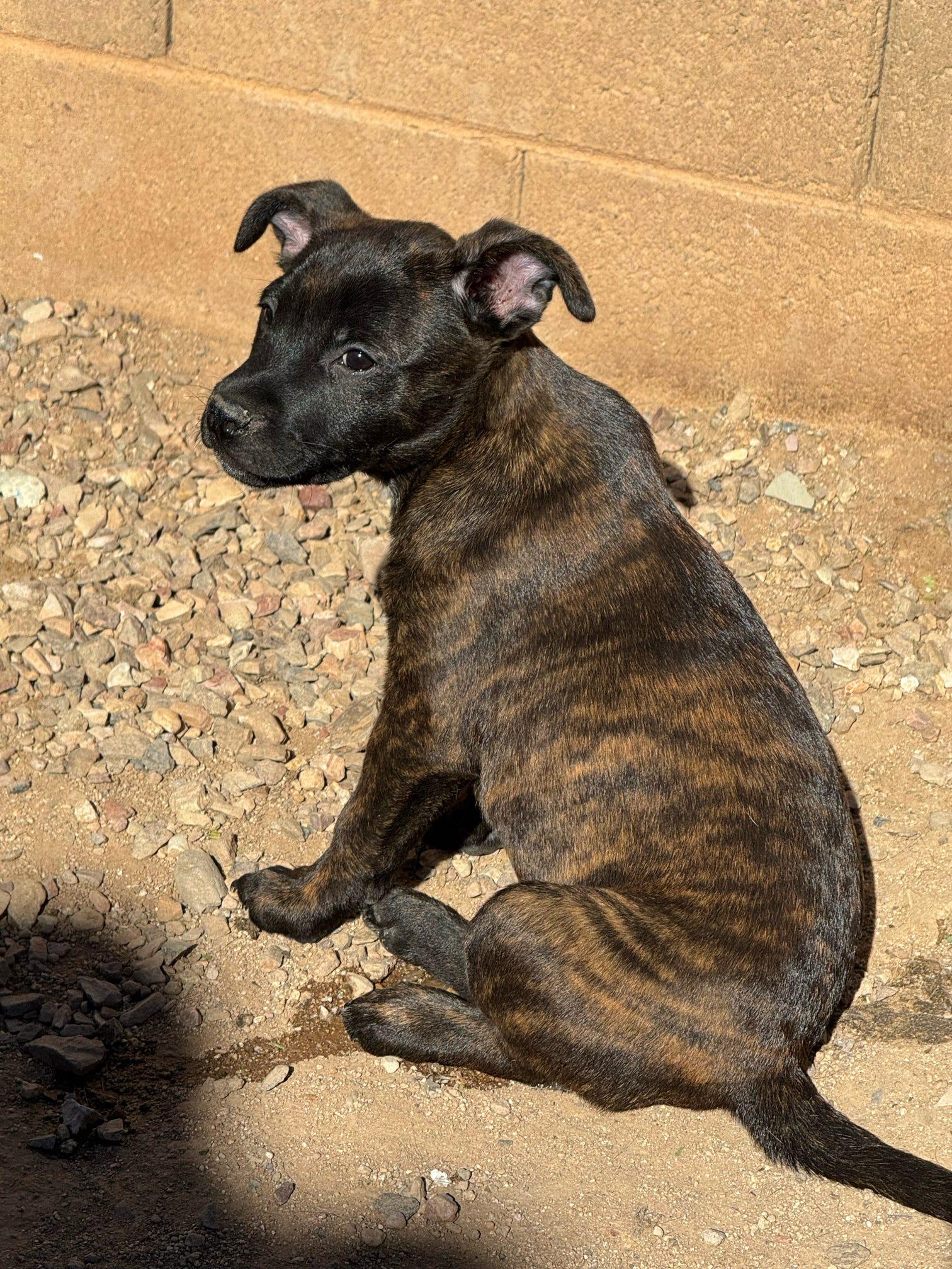 Mosley (Dixie’s litter), a Adoptable mixed breed in Tucson, AZ image 5/6