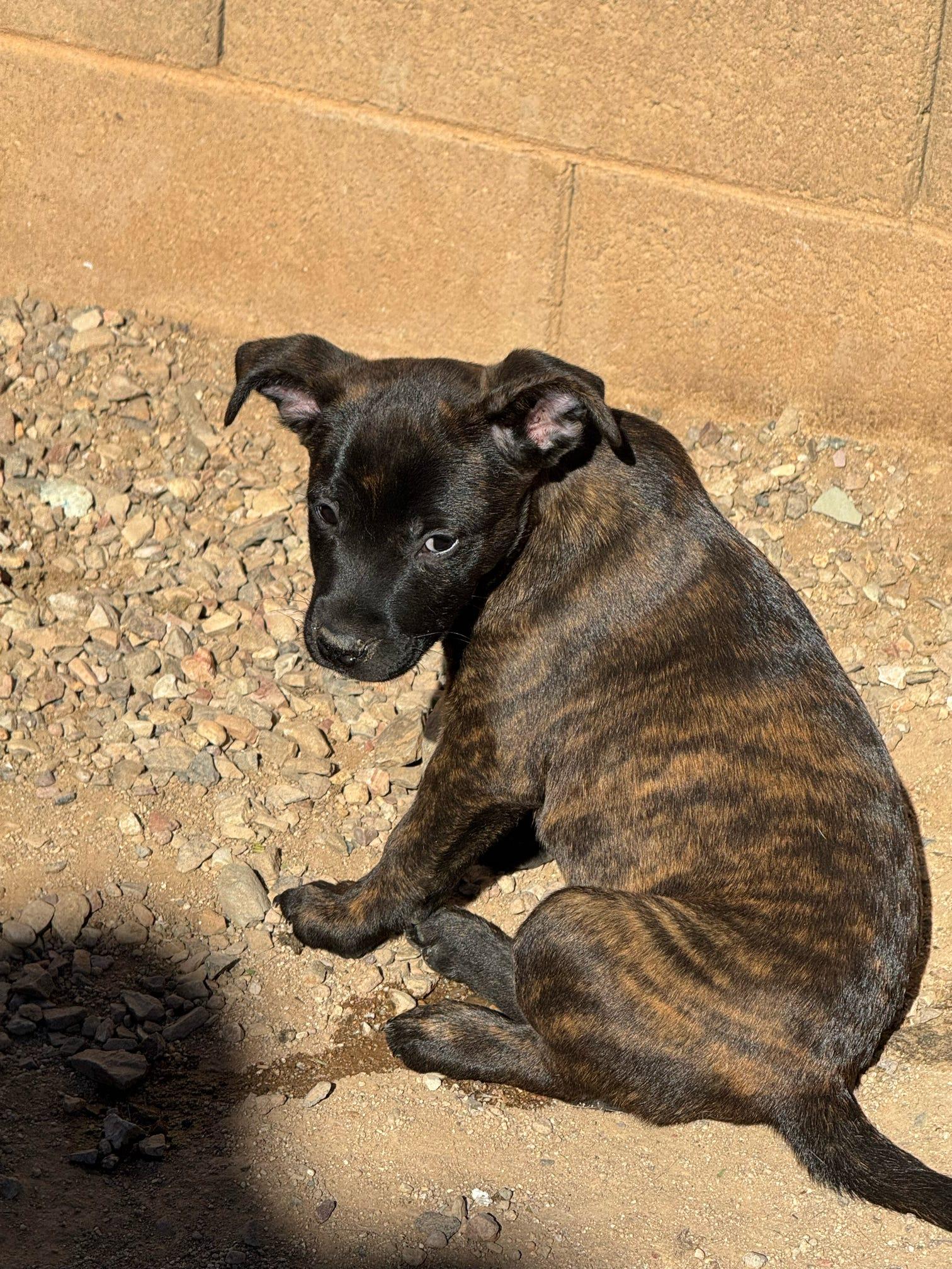 Mosley (Dixie’s litter), a Adoptable mixed breed in Tucson, AZ image 6/6