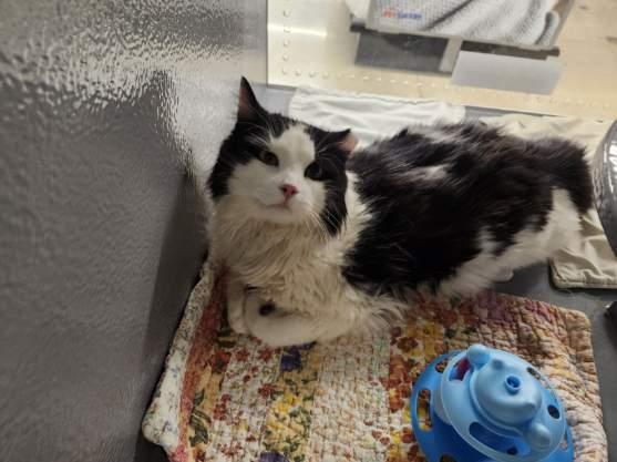 OREO, Adopted, Adult Male Domestic Long Hair.