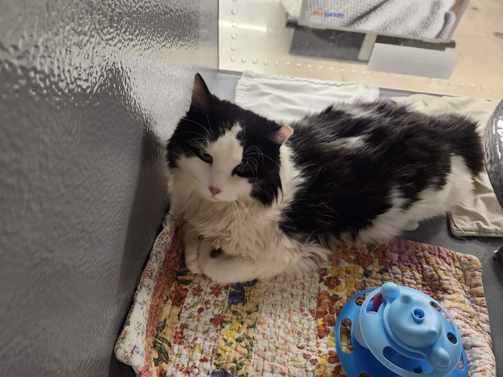 Enlarge OREO, a Adopted Domestic Long Hair in Irmo, SC image 2/3