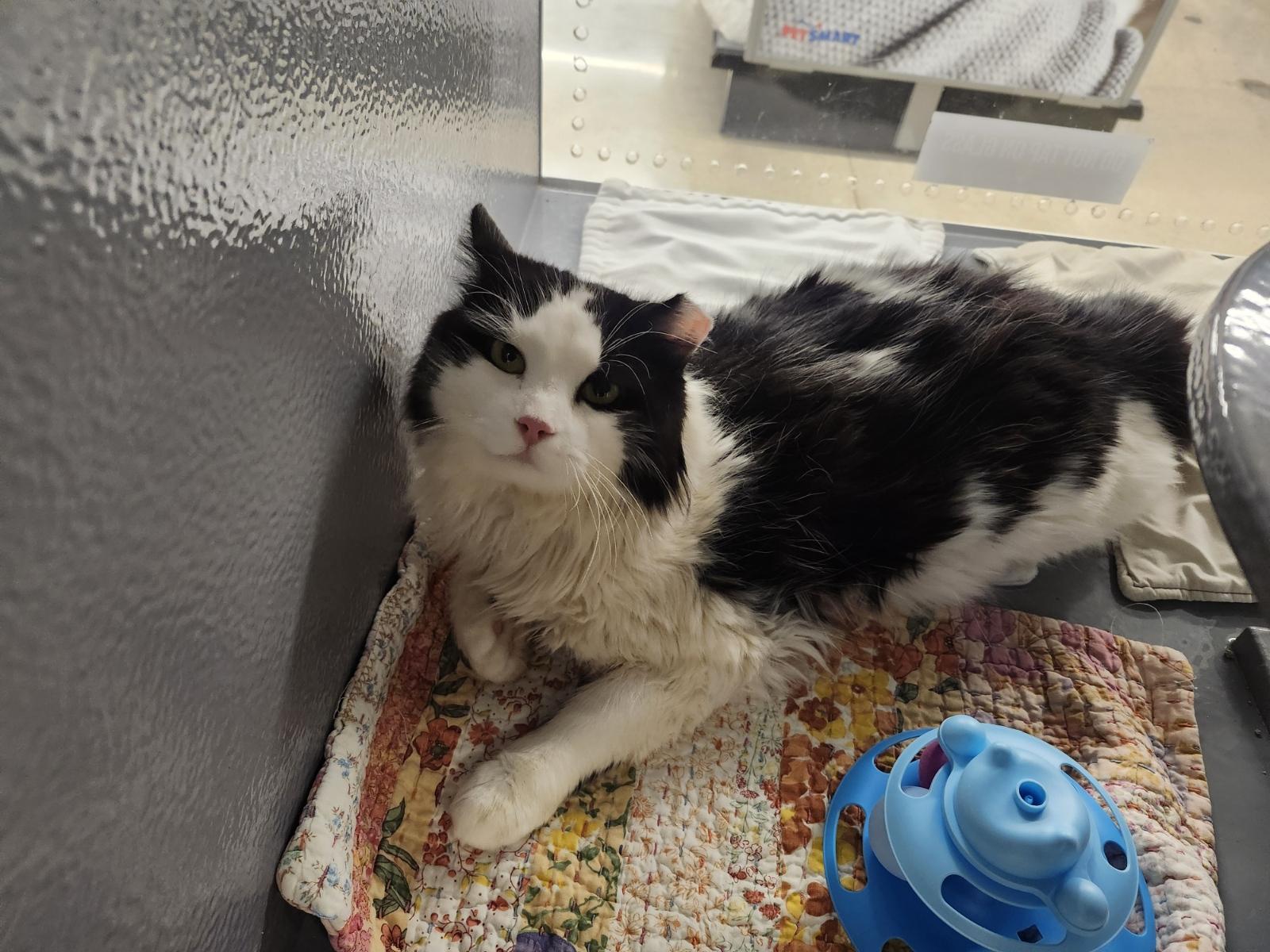 Enlarge OREO, a Adopted Domestic Long Hair in Irmo, SC image 3/3