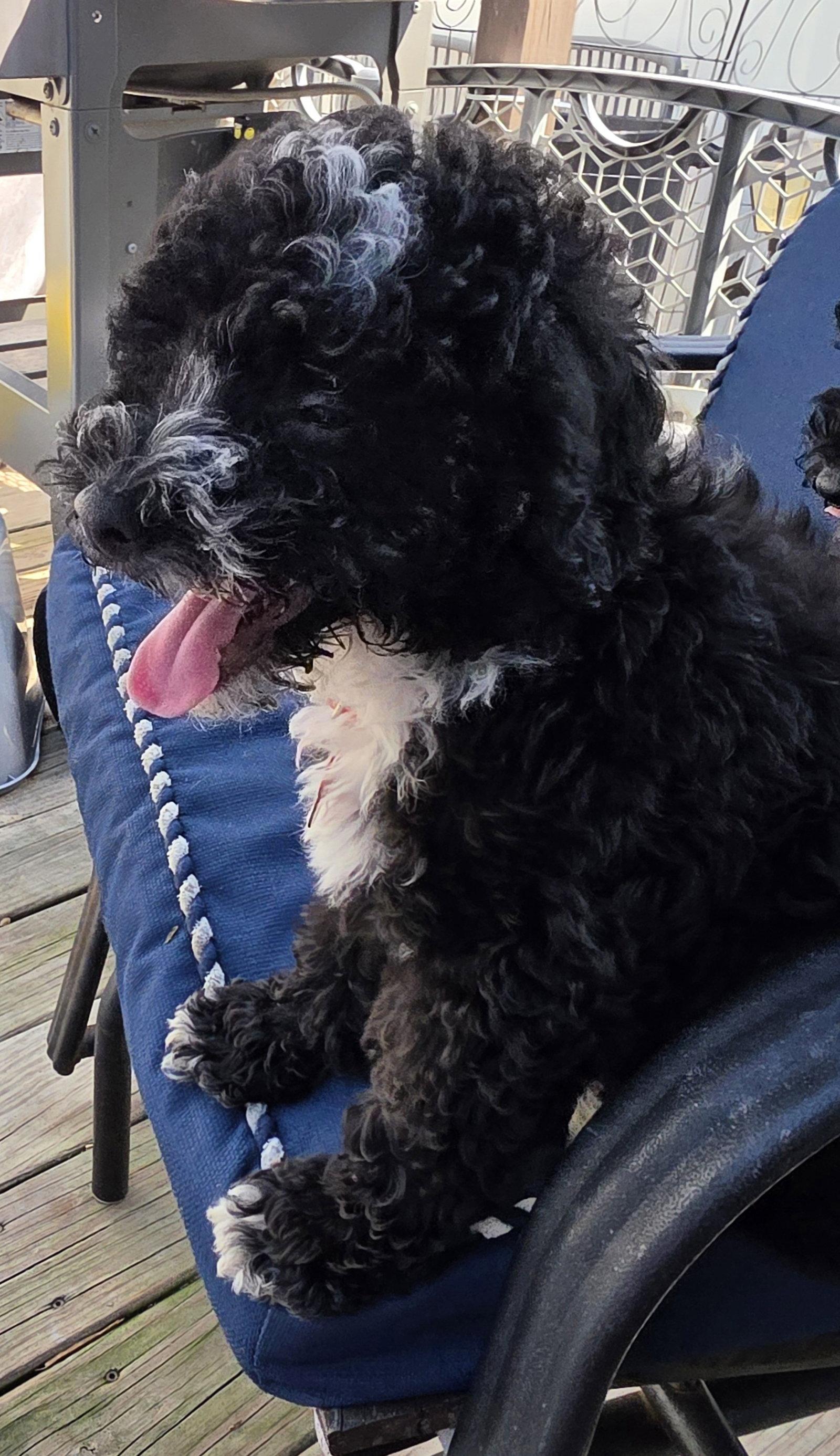 Bob, Adopted, Puppy Male Poodle & Bernese Mountain Dog.