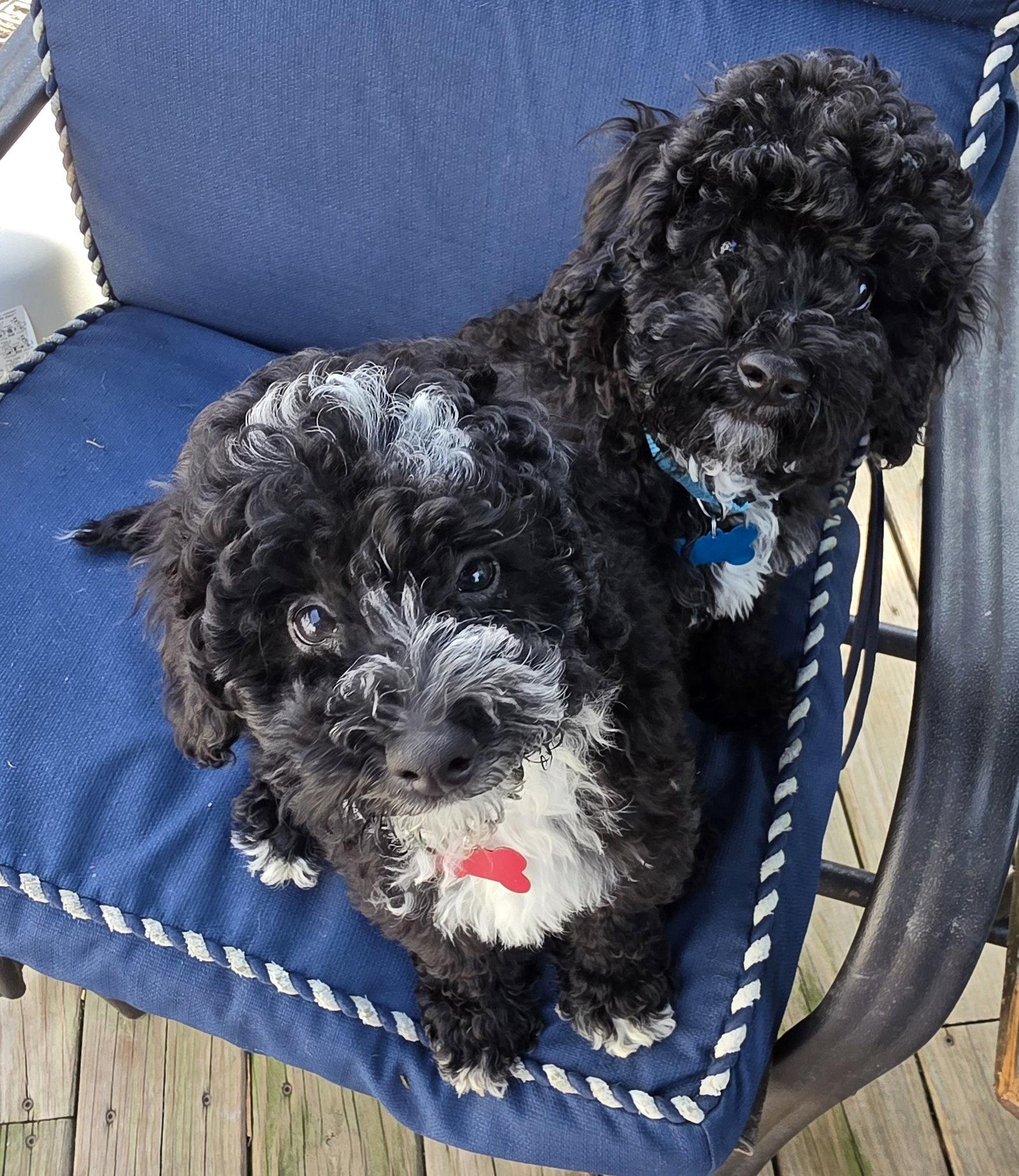 Enlarge Bob, a Adopted mixed breed in Marine City, MI image 3/3