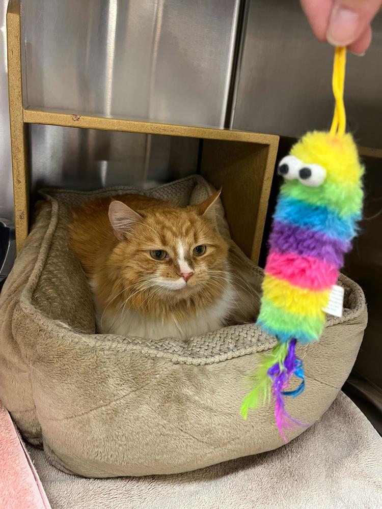 Sunni, Adoptable, Adult Female Domestic Long Hair.